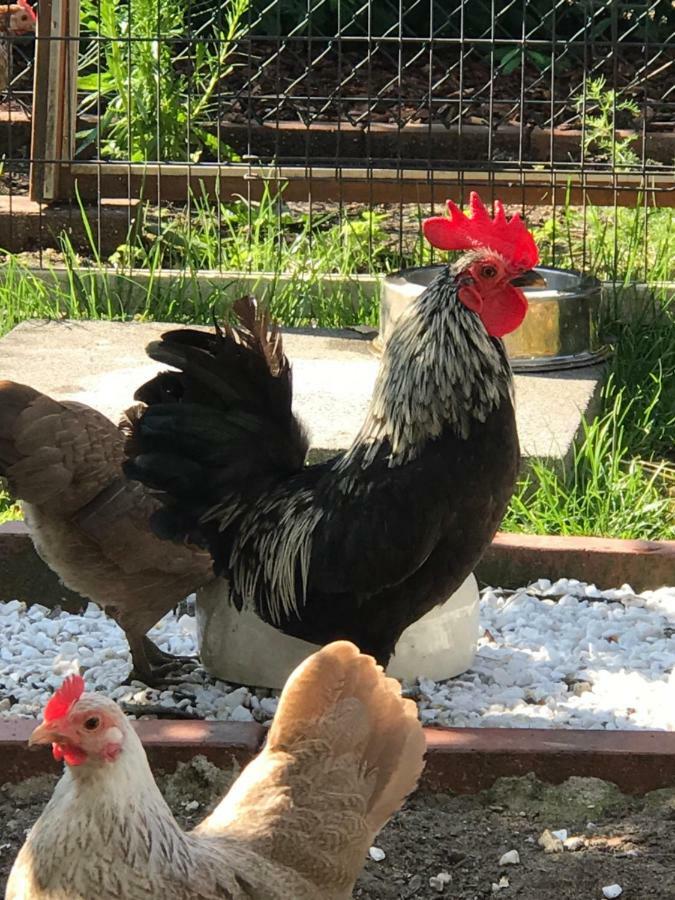 Ferienwohnung Landart Hilter Esterno foto